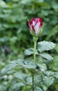 Rose Bud with raindrops Royalty Free Stock Photo