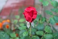 Red rose bud with raindrops on petals growing in the garden Royalty Free Stock Photo