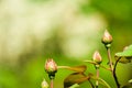 Red Rose Bud. Single red rose bud growing on a bush. Selective focus on the flower bud