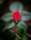 Red rose bud on a soft green background