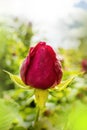 Red Rose Bud on Stalk on Blurred Background Royalty Free Stock Photo