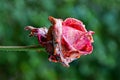 A red rose bud on a thin green stalk Royalty Free Stock Photo