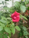 Red rose bud about to blossom beautiful flower