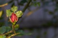 Red rose bud in the warm rays of the setting sun. Dark blurred background