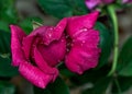 Red rose bud with water drops on garden in detail Royalty Free Stock Photo