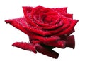 Red rose bud in water drops isolated Royalty Free Stock Photo