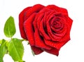 Red rose Royalty Free Stock Photo