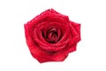 Red rose bud with water drops isolated Royalty Free Stock Photo