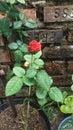 A red rose bud is a young, unopened flower of the rose plant Royalty Free Stock Photo