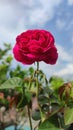 A red rose that buds doused with rain water bursts