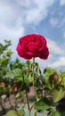 A red rose that buds doused with rain water bursts