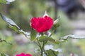 Red rose with green leaves and water drops Royalty Free Stock Photo