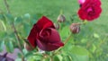 Red Rose Buds Opening Up Royalty Free Stock Photo