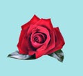 Red rose on bule backghround Royalty Free Stock Photo