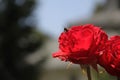 Red rose, bumblebee, beautiful nature