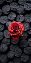 Red Rose On Burned Rocks: Monochromatic Symmetry In Handcrafted Beauty
