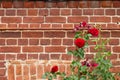A red rose on a bush against the background of an orange antique brick wall Royalty Free Stock Photo