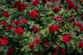 Red rose bush background. Beautiful scarlet roses in the garden close-up for valentine\'s day. Natural rosebush background