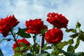 Red rose Bush close-up against a blue sky and white clouds Royalty Free Stock Photo
