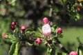 red rose bush