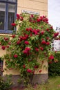 Red rose bush in front of a house in the city of Oslo, Norway