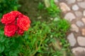 Red rose Bush in the garden Blooming plant blurred background selective focus Top view Royalty Free Stock Photo