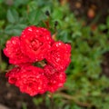 Red rose Bush in the garden Blooming plant blurred background selective focus Top view Royalty Free Stock Photo