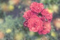 Red rose Bush in the garden Blooming plant blurred background selective focus Top view Royalty Free Stock Photo