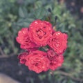 Red rose Bush in the garden Blooming plant blurred background selective focus Top view Royalty Free Stock Photo