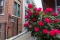 Red Rose Bush next to an Alley in Astoria Queens New York Royalty Free Stock Photo