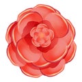 Red rose camellia icon, cartoon style