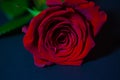 Red rose with candle and love written