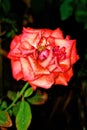 A red rose captured at night. Royalty Free Stock Photo