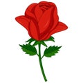 Red rose cartoon Royalty Free Stock Photo