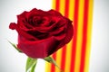 Red rose and Catalan flag for Saint Georges Day