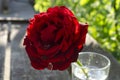 Red Rose in a Clear Glass Vase Isolated on a nature Background Royalty Free Stock Photo