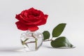 Red rose clear vase bunch. Generate Ai