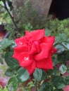 Red Rose