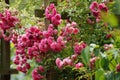 Red rose climbing rose trellis - beautiful Royalty Free Stock Photo