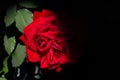 Red Rose Cloaked In Mysterious Shadow