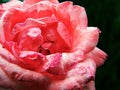 A Red rose in close