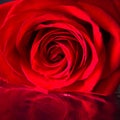 Red rose close up Royalty Free Stock Photo