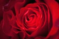 Red rose Close-up