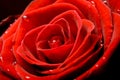 Red rose close up Royalty Free Stock Photo