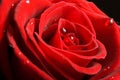 Red rose close up Royalty Free Stock Photo