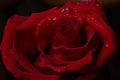 Red rose close-up abstract background dark pattern Royalty Free Stock Photo