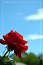 Red rose close-up against a blue sky and white clouds. An empty field for the text in the frame Royalty Free Stock Photo