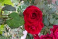 Red rose close up. Beautiful red rose in a garden Royalty Free Stock Photo