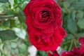 Red rose close up. Beautiful red rose in a garden. drops of water and leaves Royalty Free Stock Photo