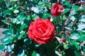 Red rose flowers in sunshine Royalty Free Stock Photo